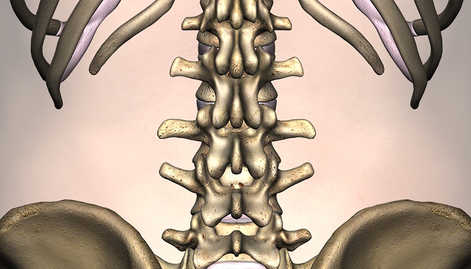 Anatomy stock images